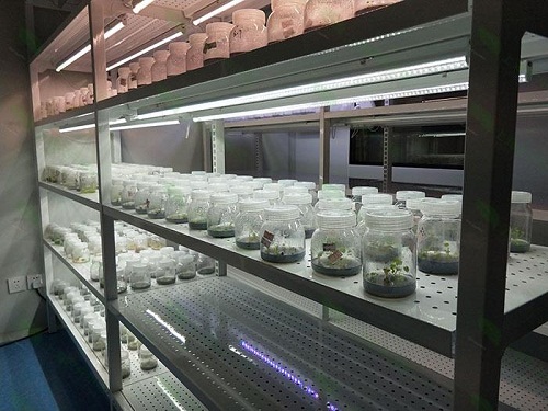 平川植物组织培养实验室设计建设方案